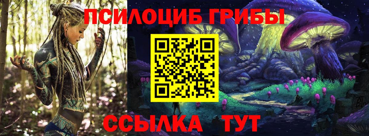 Удомля  как найти закладки  Вход с VPN  Псилоцибиновые грибы Cubensis 